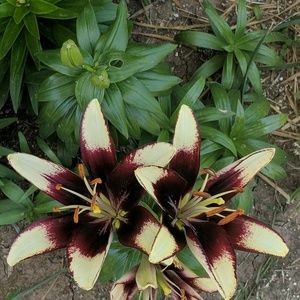 Meet your Posher, Carlyn